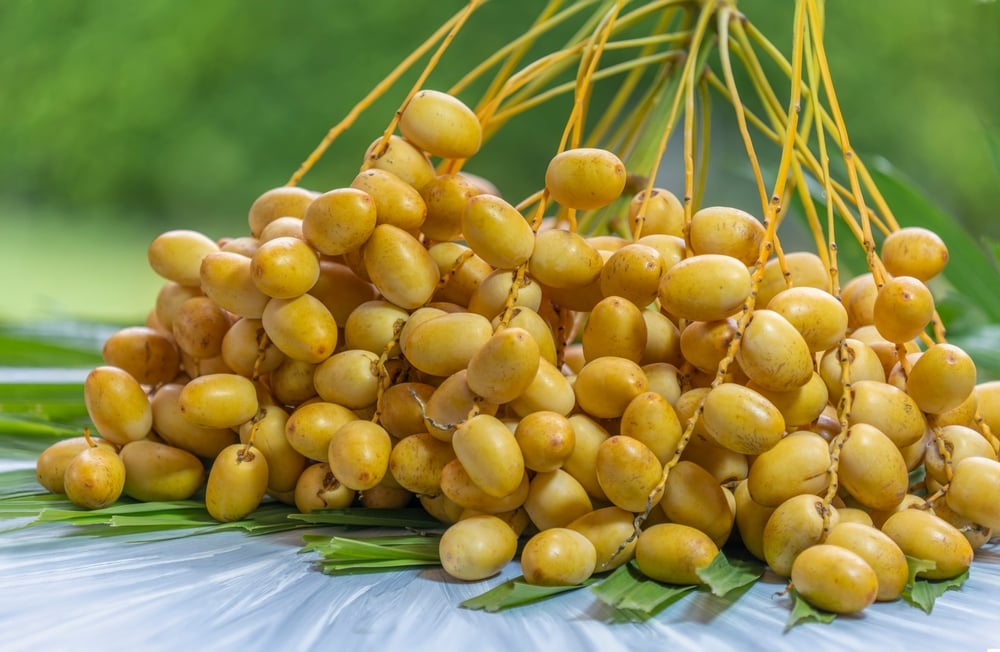 manfaat kurma muda